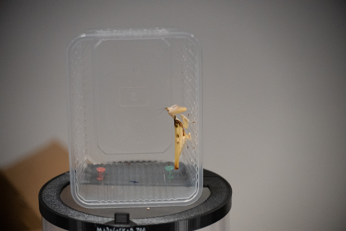 2025.10.26 - II Międzynarodowy Dzień Wymiany Owadów i Targi Entomologiczne w Muzeum Górnośląskim w B - fotoreportaż