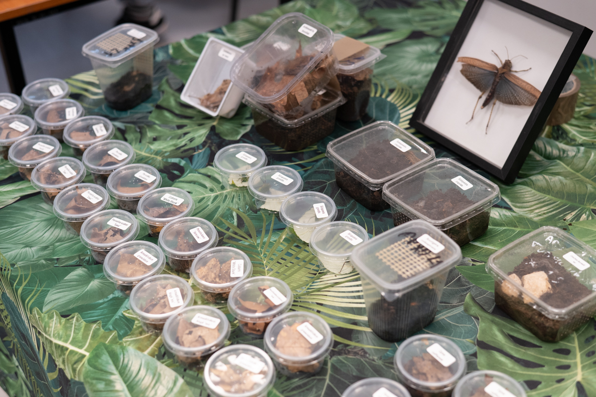 2025.10.26 - II Międzynarodowy Dzień Wymiany Owadów i Targi Entomologiczne w Muzeum Górnośląskim w B - fotoreportaż