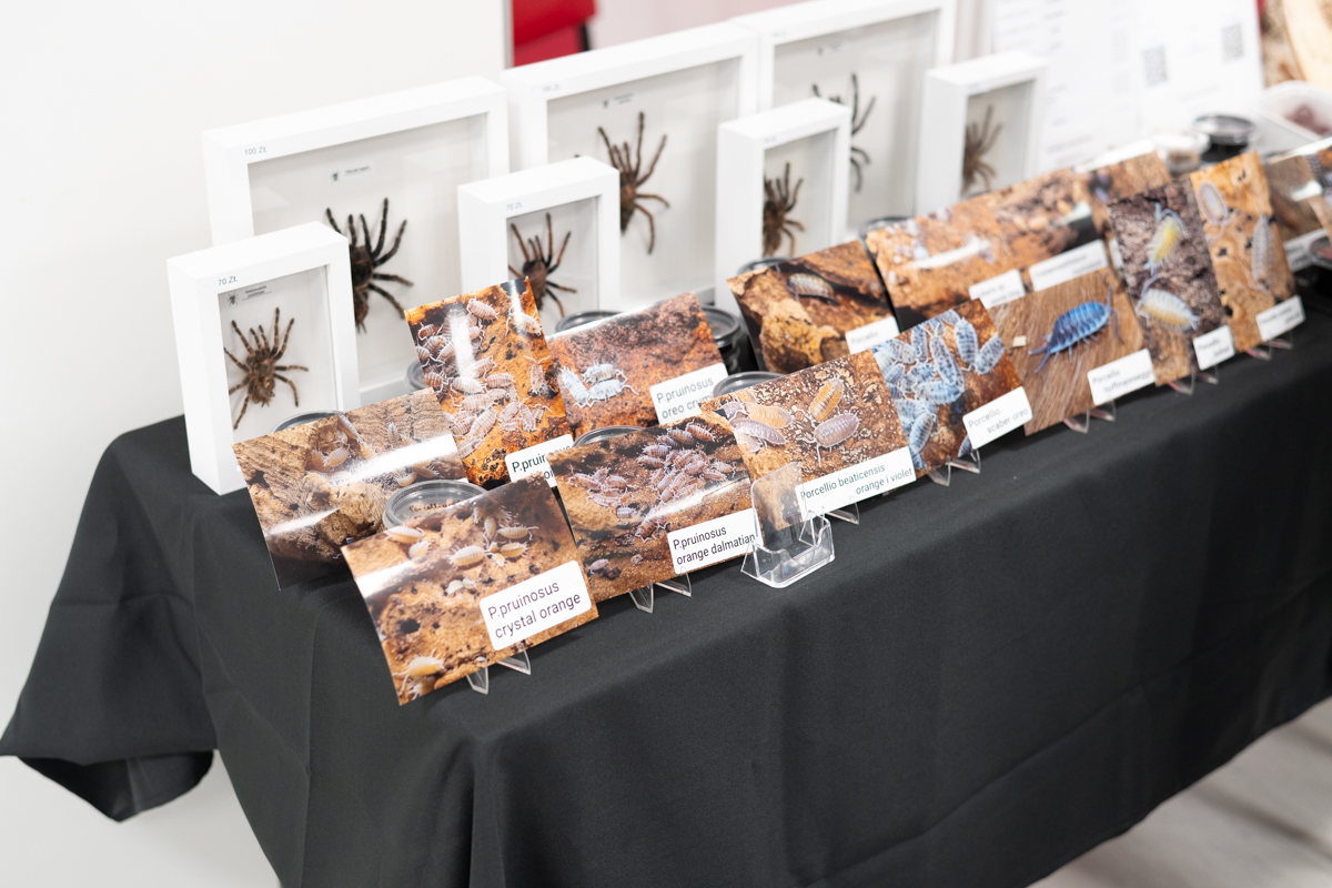 2025.10.26 - II Międzynarodowy Dzień Wymiany Owadów i Targi Entomologiczne w Muzeum Górnośląskim w B - fotoreportaż