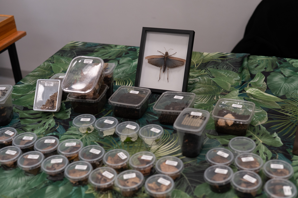 2025.10.26 - II Międzynarodowy Dzień Wymiany Owadów i Targi Entomologiczne w Muzeum Górnośląskim w B - fotoreportaż