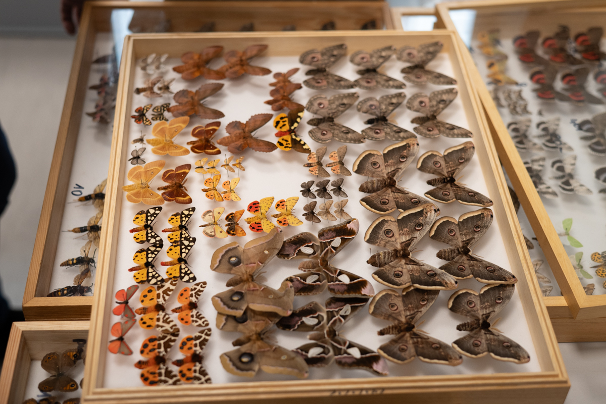 2025.10.26 - II Międzynarodowy Dzień Wymiany Owadów i Targi Entomologiczne w Muzeum Górnośląskim w B - fotoreportaż