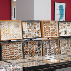 II Międzynarodowy Dzień Wymiany Owadów i Targi Entomologiczne w Muzeum Górnośląskim w B