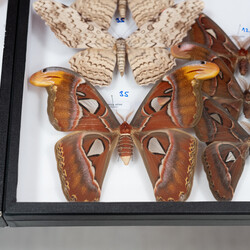II Międzynarodowy Dzień Wymiany Owadów i Targi Entomologiczne w Muzeum Górnośląskim w B