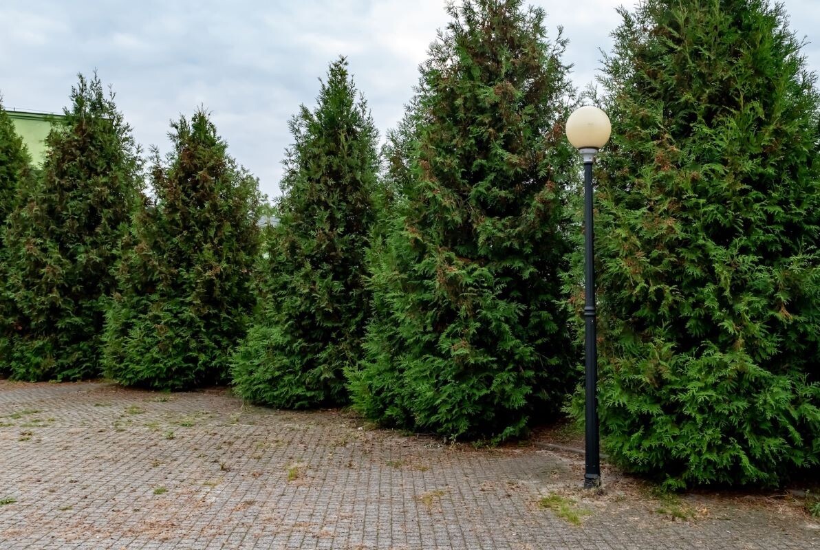 Bytom inwestuje w nowoczesne oświetlenie: 46 nowych opraw LED na ulicach i w parkach!