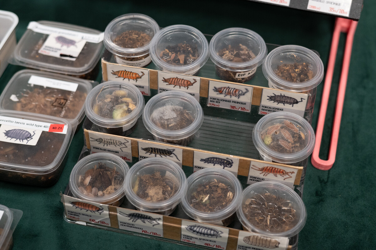 Za nami II Międzynarodowy Dzień Wymiany Owadów i Targi Entomologiczne w Muzeum Górnośląskim w Bytomiu / fot. Krzysztof Faber
