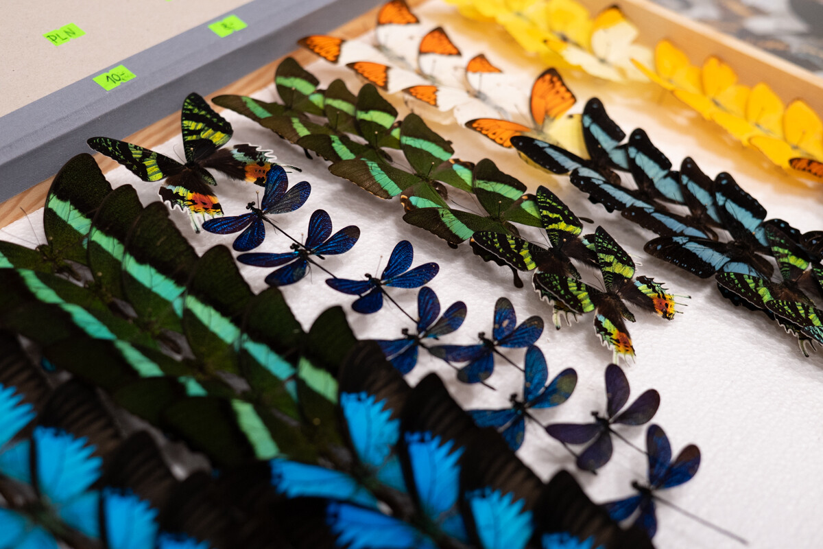 Za nami II Międzynarodowy Dzień Wymiany Owadów i Targi Entomologiczne w Muzeum Górnośląskim w Bytomiu / fot. Krzysztof Faber