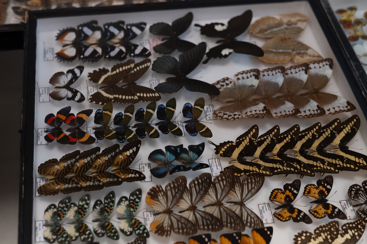 Za nami II Międzynarodowy Dzień Wymiany Owadów i Targi Entomologiczne w Muzeum Górnośląskim w Bytomiu / fot. Krzysztof Faber