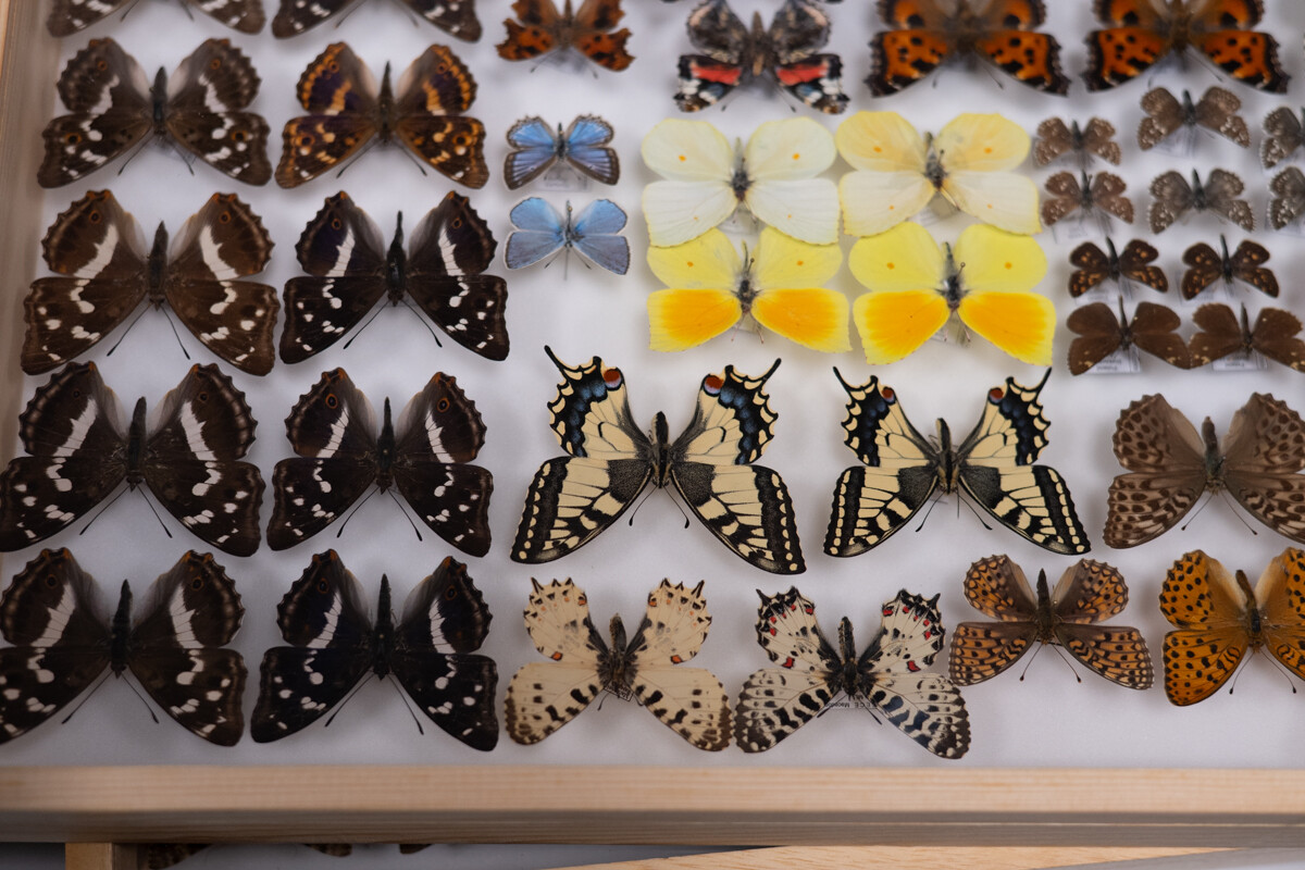 Za nami II Międzynarodowy Dzień Wymiany Owadów i Targi Entomologiczne w Muzeum Górnośląskim w Bytomiu / fot. Krzysztof Faber