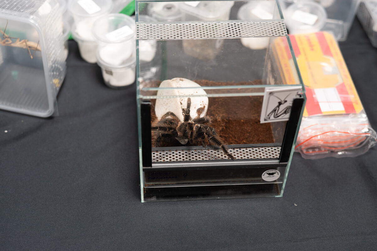 Za nami II Międzynarodowy Dzień Wymiany Owadów i Targi Entomologiczne w Muzeum Górnośląskim w Bytomiu / fot. Krzysztof Faber