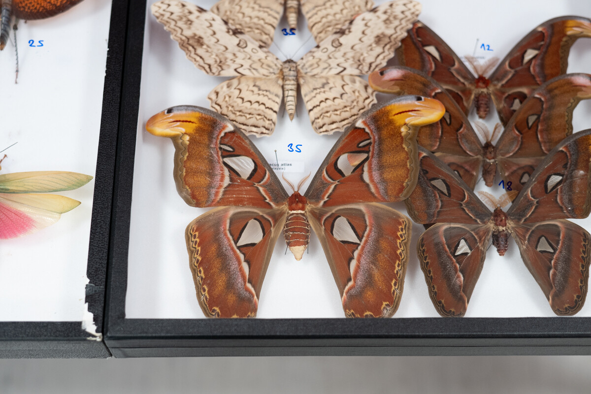 Za nami II Międzynarodowy Dzień Wymiany Owadów i Targi Entomologiczne w Muzeum Górnośląskim w Bytomiu / fot. Krzysztof Faber