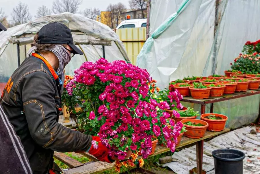 Miasto organizuje pomoc dla sprzedawców kwiatów