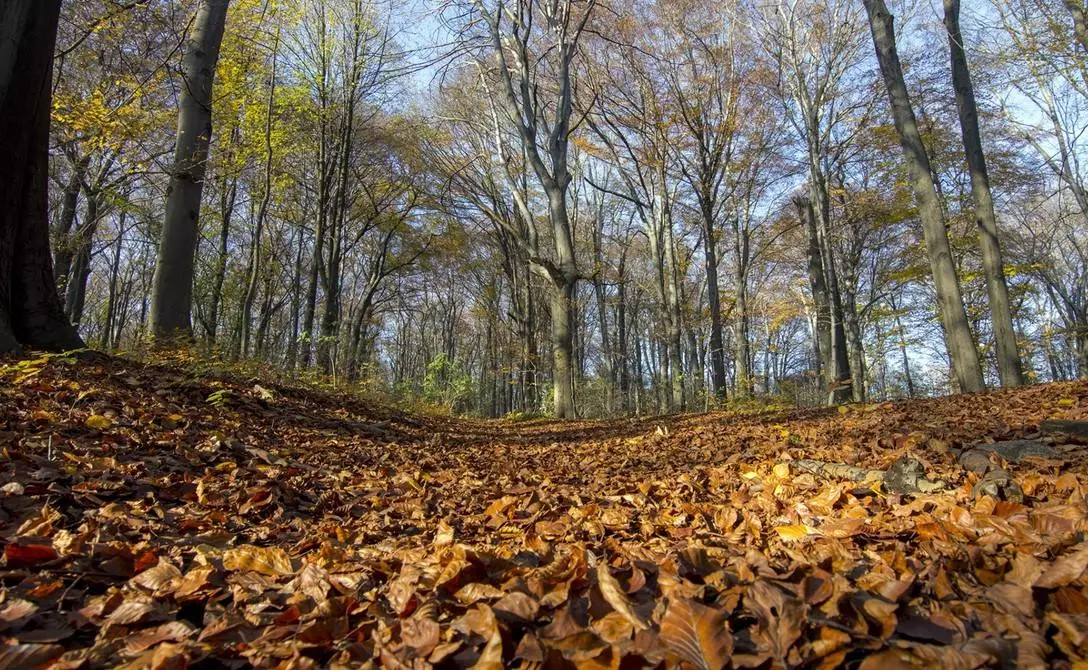 Rezerwat Segiet i Srebrna Góra, są pierwszymi obiektami w historii Górnego Śląska, znajdującymi się w ewidencji Światowego Dziedzictwa UNESCO/fot. UM Bytom