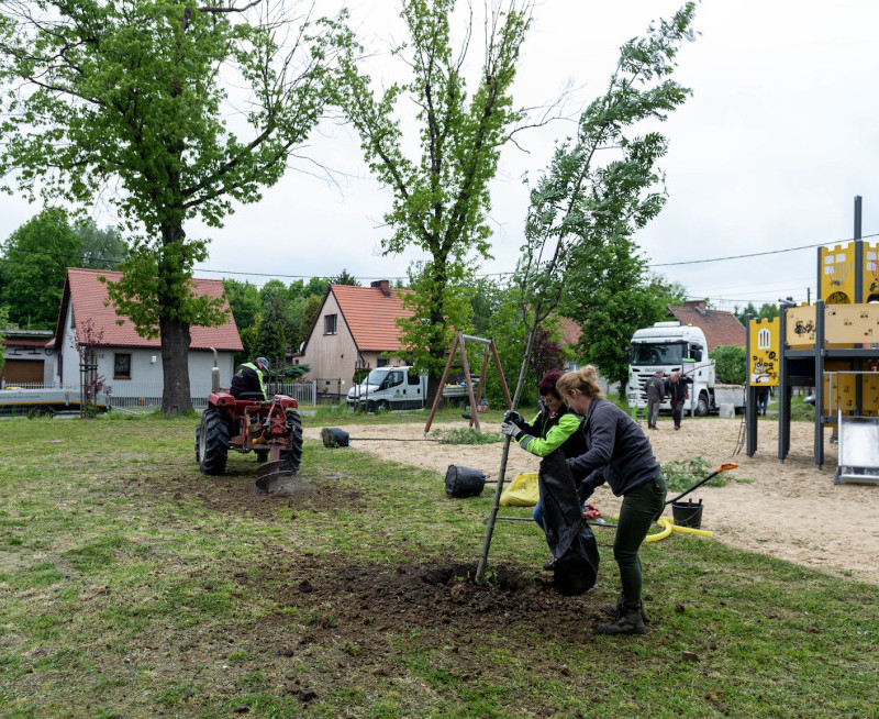 Władze Bytomia nasadzą 76 nowych drzew w mieście. Termin? Do końca maja