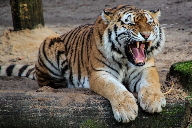 ZOO w Chorzowie - Co warto o nim wiedzieć ?
